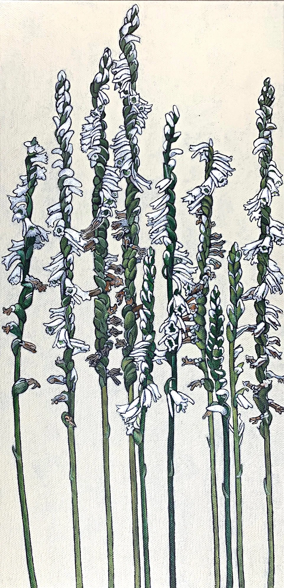 Slender Lady's Tresses